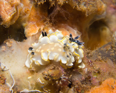 Ardeadoris tomsmithi