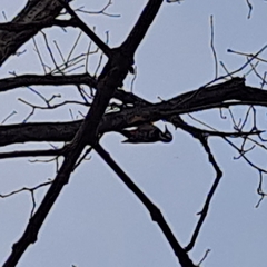 Dendrocopos leucotos