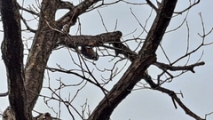 Dendrocopos leucotos