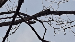 Dendrocopos leucotos