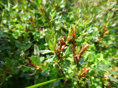 Polygonum undulatum