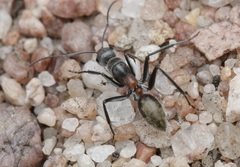 Camponotus fergusoni