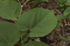 Tilia mandshurica