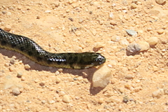 Helicops leopardinus