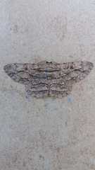 Hypomecis transcissa