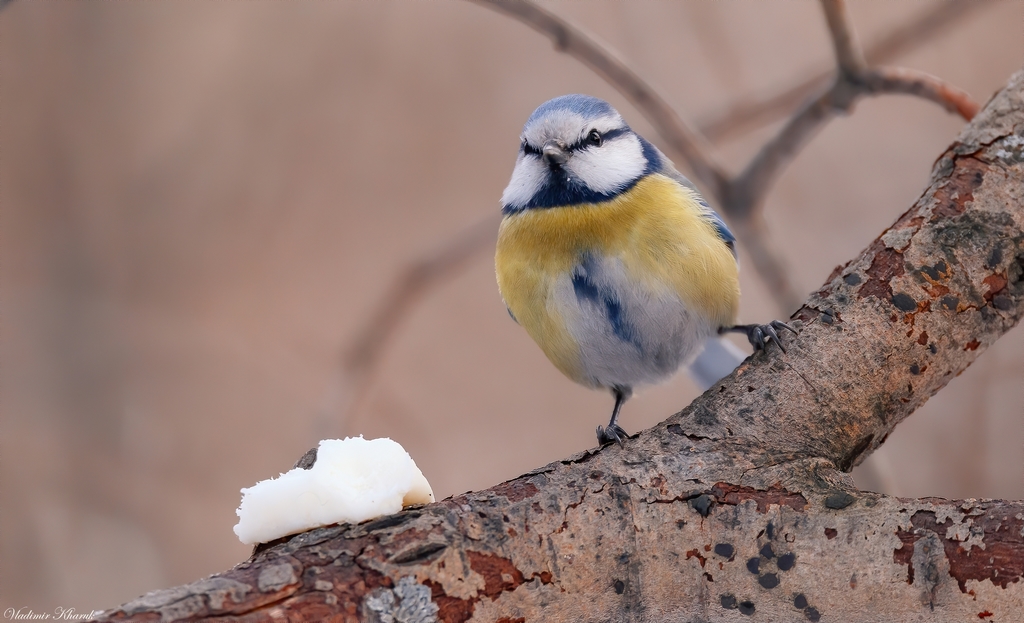 Mésange bleue