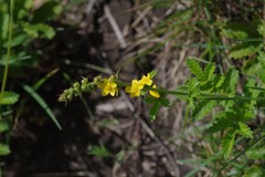 Agrimonia bracteata