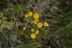 Helichrysum cooperi