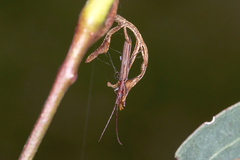 Syllitus bipunctatus