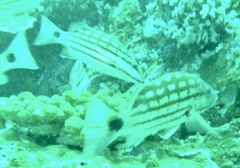 Lutjanus decussatus