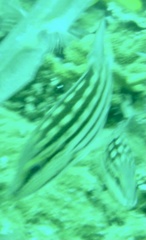 Lutjanus decussatus
