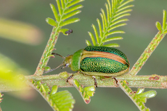 Calomela parilis
