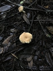 Hydnum oregonense