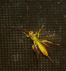 Theronia lurida