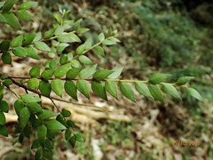 Metrosideros colensoi