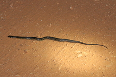 Helicops leopardinus