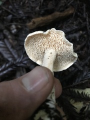 Hydnum oregonense