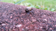Cepaea