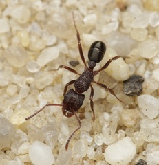 Rhytidoponera tasmaniensis