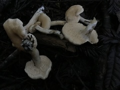 Hydnum oregonense