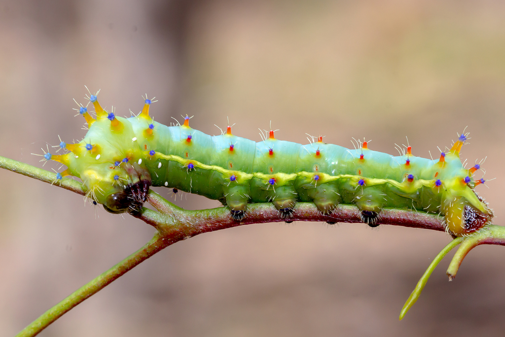 Emperor Gum Moth
