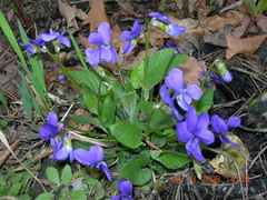 Viola collina