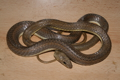 Psammophis rukwae