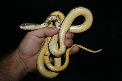 Rukwa Sand Racer
