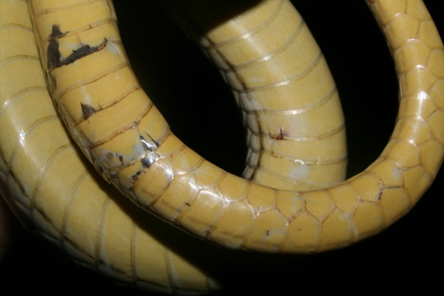 Rukwa Sand Racer