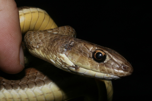 Rukwa Sand Racer