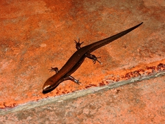 Scincella gemmingeri