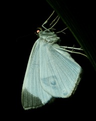 Opisthoxia amabilis
