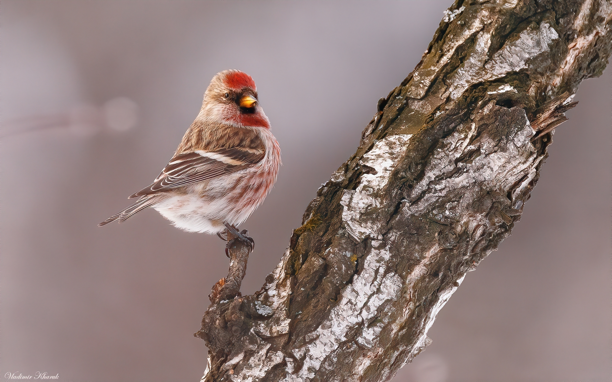 Redpoll (Acanthis flammea)