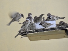 Passer montanus