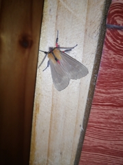 Mallocephala rubripes