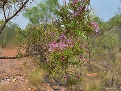 Calytrix exstipulata