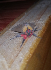 Mallocephala rubripes