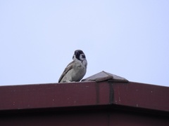 Passer montanus
