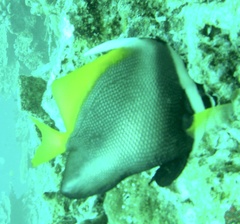 Heniochus singularius