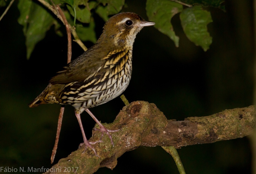 Short-tailed Antthrush photo