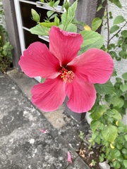Hibiscus rosa-sinensis
