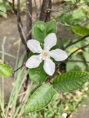 Wrightia antidysenterica