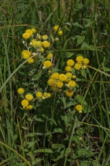 Helichrysum cooperi