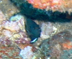 Centropyge multispinis