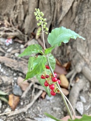 Rivina humilis