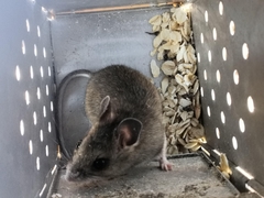 Peromyscus labecula