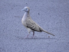 Geopelia striata