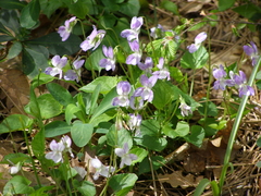 Viola sieheana