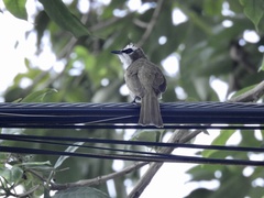 Pycnonotus goiavier