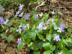 Viola sieheana